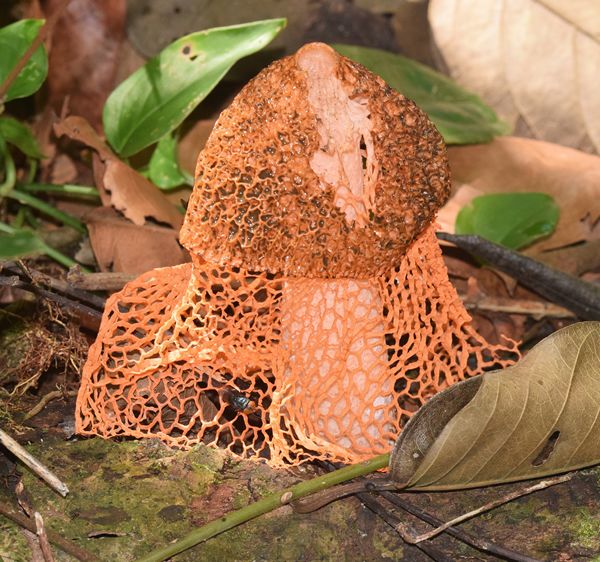 Phallus cinnabarinus bij de Maratakka